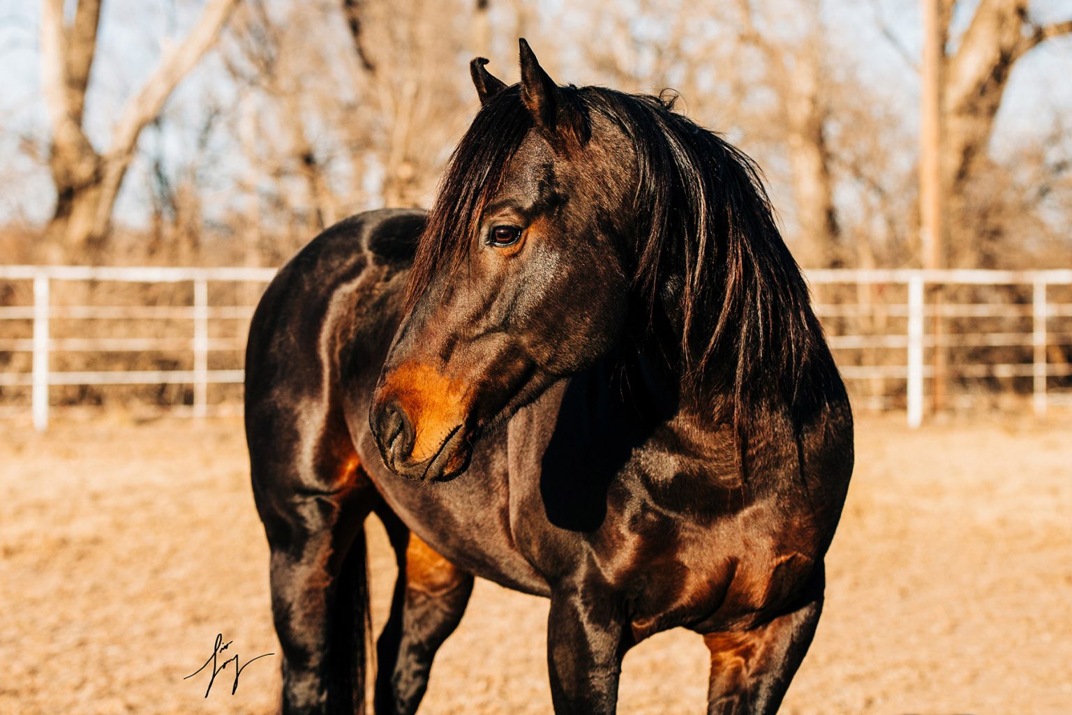 PYC RAIN WAGON RH Quarter Horses