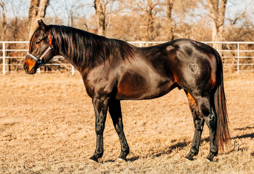 PYC RAIN WAGON RH Quarter Horses