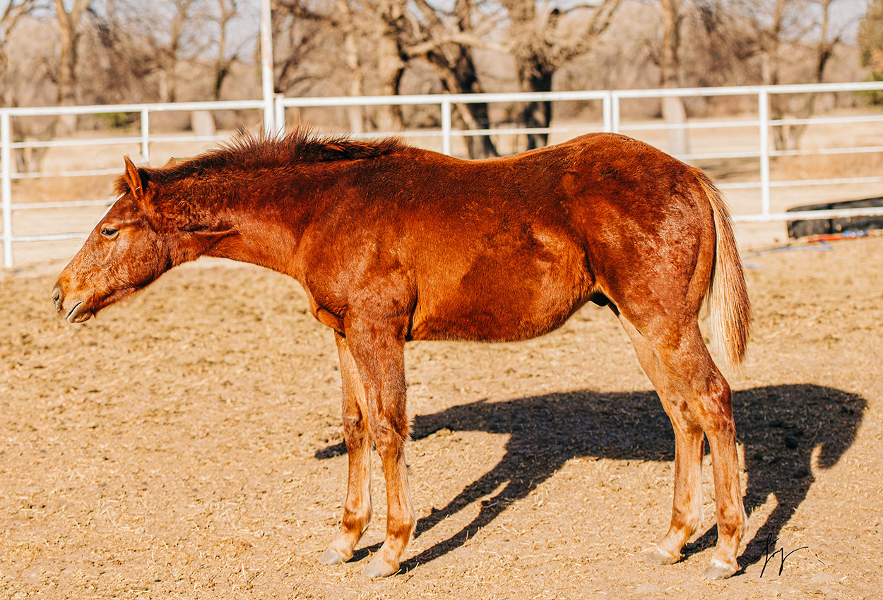 Horses RH Quarter Horses